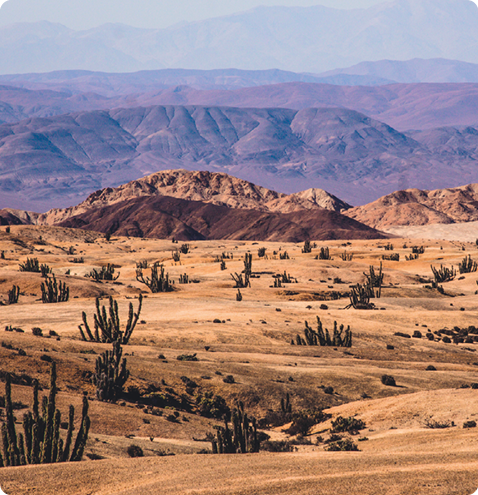 Fotografia. Vista de um deserto com vários cactos e montanhas ao fundo.