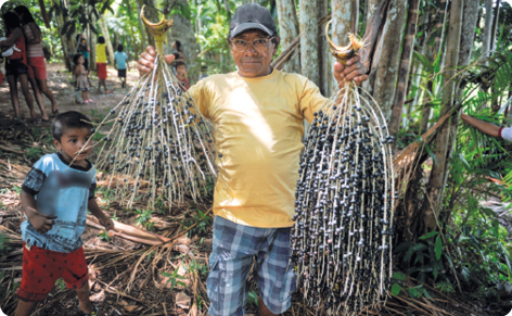 Fotografia. Homem segurando dois cachos de açaí. São pequenos galhos com frutos pretos presos. Ao lado esquerdo, há uma criança e ao fundo, há árvores e outras pessoas.