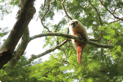 Fotografia. Um macaco com pelagem branca, cauda marrom, rosto e orelhas pretas. Ele está sobre um galho de uma árvore.