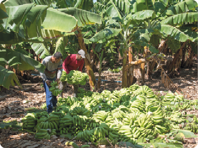 Fotografia. Dois homens segurando cachos de banana ainda verdes. À frente, vários cachos de banana no chão e ao fundo, bananeiras.