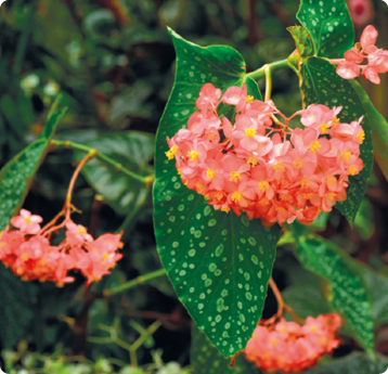 Fotografia. Uma planta de pequeno porte, de formato assimétrico, com folhas grandes verde-escuras com manchas verde-claras e flores rosadas pequenas de formato oval com detalhes em amarelo no centro.