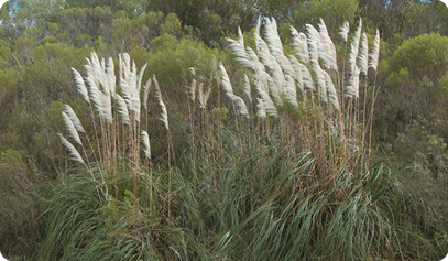 Fotografia. Várias plantas com caules finos de cor marrom-claro, cobertos por folhas longas e estreitas de cor verde. As flores são pequenas e brancas. Ao fundo, pequenos arbustos verdes.