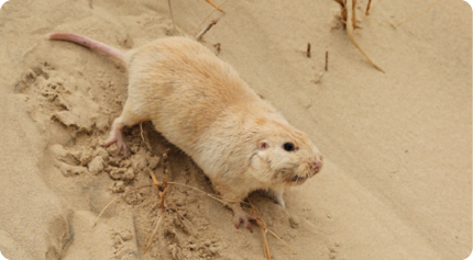 Fotografia. Um pequeno roedor,   em meio à areia, com pelagem densa de coloração marrom. Possui orelhas e patas pequenas, e uma cauda curta.