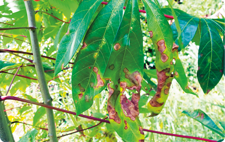 Fotografia de folhas verdes compridas, com manchas amarronzadas e aspecto de folha seca.