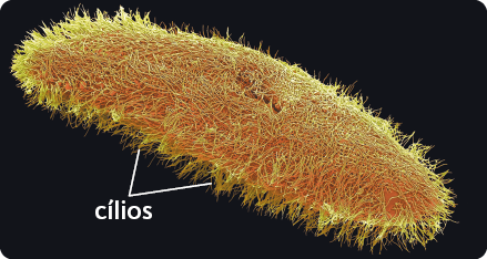 Fotografia de uma estrutura alongada com as extremidades arredondadas, com destaque para os cílios, que são filamentos curtos e finos que recobrem toda a estrutura. 