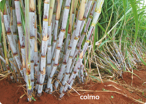 Fotografia de plantas com os caules finos e com divisões, o colmo.