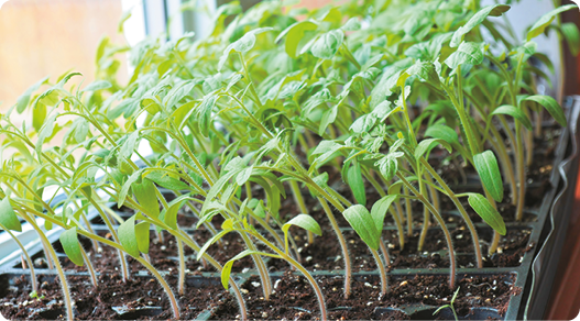 Fotografia de várias mudas pequenas de planta, dentro de um recipiente; apresentam caules finos e curvados para a esquerda e folhas. À esquerda, uma janela de vidro, com claridade.