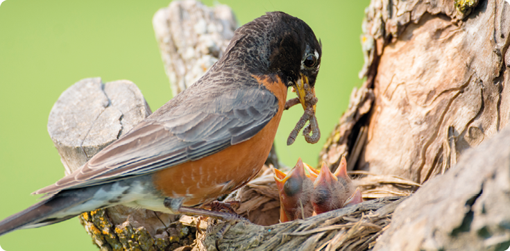 Fotografia de uma ave com cabeça preta e ventre laranja, segurando com o bico um animal de corpo alongado e mole e a sua frente um ninho com três filhotes sem penas e com os bicos abertos; o ninho está sobre o galho de uma árvore.