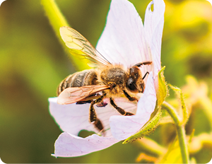 Fotografia de um zangão sobre uma flor de pétalas brancas.