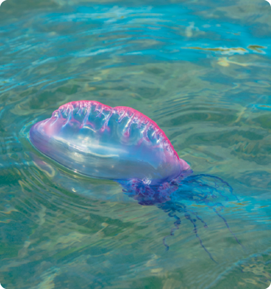 Fotografia de uma caravela-portuguesa, formada por uma estrutura transparente com cor arroxeada, que flutua sobre a água, semelhante a um balão, e, na porção inferior, vários tentáculos dentro da água.