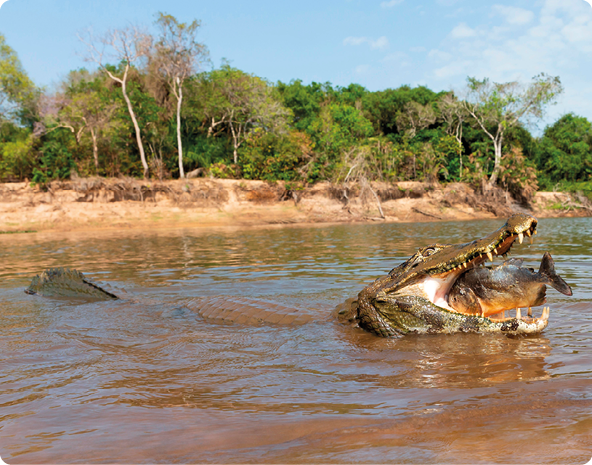 Fotografia de um rio, com um jacaré-do-pantanal, a cabeça está para fora da água, a boca aberta, e dentro, uma piranha. Ao fundo a margem com árvores.