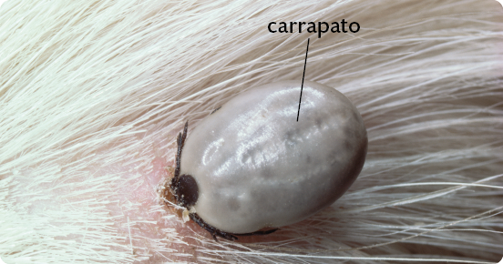 Fotografia de um carrapato, animal redondo e claro, preso por sua extremidade, à pele de um animal com corpo recoberto por pelos brancos.