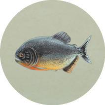 Ilustração de um peixe com formato arredondado na região da cabeça, coloração escura com região ventral laranjada e boca com dentes aparentes.