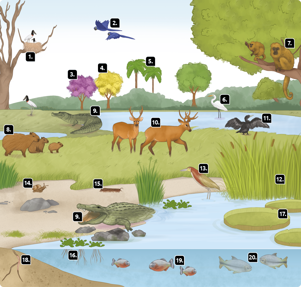 Ilustração de uma paisagem com montanhas e árvores ao fundo, três trechos de lagoas e diferentes tipos de animais e plantas. 1. Tuiuiús, aves grandes com pernas e bico longos, cabeça de cor escura, com uma listra vermelha abaixo e copo branco. Uma ave adulta com um filhote, dentro de um grande ninho, em uma árvore sem folhas, e, outro, no chão ao lado dessa árvore. 2. Araras-azuis, duas aves voando, de coloração azul, cauda longa e bico curvo. 3. Ipê-roxo, árvore com toda a sua copa com flores roxas.  4. Ipê-amarelo, árvore com toda a sua copa com flores amarelas. 5. Palmeiras, árvores de tronco longo e fino, com folhas grandes divididas e menores, apenas no topo. 6. Garça-branca, ave de grande porte, pernas e bico longos, pescoço longo e curvo e penas brancas. O animal está com as pernas dentro de uma lagoa. 7. No galho do topo de uma árvore, macacos com pelagem longa e amarronzada, face escura e cauda longa, os bugios. 8. Capivaras, animais quadrúpedes, com pelos compridos e marrons, corpo robusto e redondo, olhos e orelhas pequenos; estão ao lado de uma lagoa. 9. Próximos às lagoas, os jacarés-do-pantanal, com cabeça e corpo longo, patas curtas, cauda comprida, boca grande.  10. Em meio à vegetação, os cervos-do-pantanal, animais quadrúpedes, de pernas longas, orelhas para cima e chifres com aspecto de galhos. 11. Ao lado de uma lagoa, ave escura com as asas abertas, pescoço curvado e bico longo, o biguá. 12. Dentro da lagoa, planta com folha longa e fina, com uma estrutura cilíndrica na extremidade superior, o taboa. 13. Com as pernas dentro da água, em uma lagoa, o socó-boi, ave com corpo alongado, pescoço comprido com coloração amarronzada e o restante do corpo acinzentado. 14.  Caracol, animal pequeno de corpo mole, com uma concha na parte superior, em um trecho de terra. 15. Centopeia, animal de corpo longo, segmentado, por par de pernas por segmento, em um trecho de terra. 16. Na superfície da lagoa, plantas com folhas arredondadas e raízes dentro da água, os aguapés. 17. Na superfície da água, plantas com grande folha de formato redondo, as vitórias-régias. 18. Dentro da terra, animal de corpo alongado e segmentado, a minhoca. 19. Piranhas, peixes com corpo redondo na região da cabeça, coloração escura e com região ventral laranjada. 20. Piraputangas, peixes de corpo alongado, com uma listra escura partindo do meio da cauda em direção à cabeça.