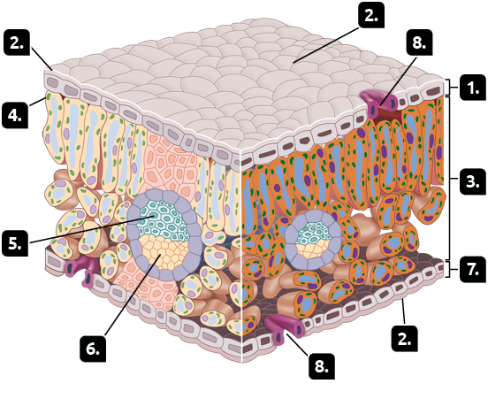 Ilustração de uma estrutura com formato cúbico, com vista para 3 faces, com as seguintes indicações. 1. Na face superior, pequenas estruturas retangulares com um pequeno retângulo no meio, dispostas uma ao lado da outra, a epiderme superior. 2. Recobrindo a face superior e inferior, uma camada fina transparente, a cutícula. 3. Região abaixo da epiderme superior, o mesófilo. 4. No mesófilo, estruturas alongadas, com pequenas esferas nas margens internas e no centro outra estrutura alongada, o cloroplasto. Ainda no mesófilo, pequenas estruturas arredondadas que formam uma esfera, dentro dela: 5. Na metade superior, pequenas estruturas arredondadas com uma esfera ao centro, o xilema.  6. Na metade inferior, pequenas estruturas arredondadas, o floema. 7. Na face inferior, pequenas estruturas retangulares com um pequeno retângulo no meio, dispostas uma ao lado da outra, a epiderme inferior. 8. Uma reentrância em formato de letra 'V', na epiderme superior e inferior, o estômato.