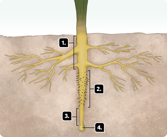 Ilustração de um trecho de terra, com destaque para as partes de uma raiz. 1. Região de ramificação, primeira parte da raiz, de onde ramificam raízes laterais, que são mais finas. 2. Abaixo, a região pelífera, com pequenos filamentos em toda a superfície. 3. Em seguida, a região de crescimento, uma porção mais fina. 4. Na extremidade final, a coifa, com formato arredondado.