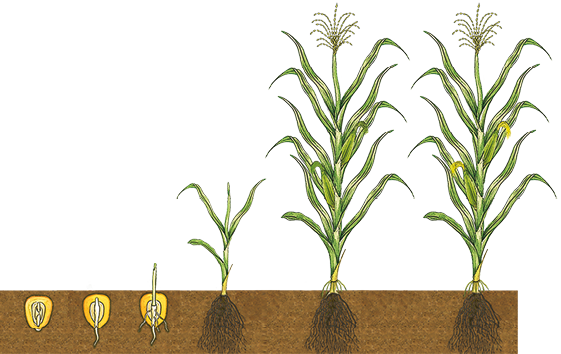 Ilustração em sequência de 6 fases do desenvolvimento de um milheiro. Dentro da terra, um grão de milho, após, um grão de milho com um filamento de raiz em sua extremidade inferior, em seguida, um grão de milho com pequenas raízes em sua extremidade inferior e uma haste na região superior, fora da terra; a seguir milheiro com raízes ramificadas e caule curto com folhas; após raízes bem desenvolvidas e ramificadas, caule longo com muitas folhas, flor na extremidade superior e entre as folhas, dois sabugos de milho, com filamentos verdes em suas extremidades. No último estágio, milheiro com raízes bem desenvolvidas e ramificadas, caule longo com muitas folhas, flor na extremidade superior e entre as folhas, dois sabugos de milho com filamentos amarelos em suas extremidades.