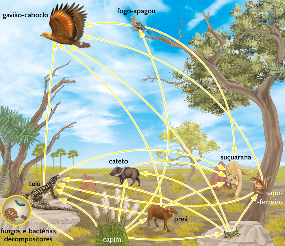 Ilustração de paisagem com árvores, vegetação baixa e diferentes animais, entre eles setas. No céu, voando, o gavião-caboclo, ave de asas grandes e bico pequeno e curvo; na ponta do galho de uma árvore grande, à direita, o fogo-apagou, ave com penas mescladas claras e escuras; no tronco desta mesma árvore, o sapo-ferreiro, com coloração amarronzada; atrás da árvore, uma suçuarana, felino de grande porte, com corpo robusto, cauda longa, cabeça pequena e orelhas para cima, à frente da árvore, uma pedra e em cima, uma gafanhoto, inseto com pernas traseiras longas; à esquerda da pedra, um preá, pequeno mamífero, quadrúpede, de pelos e cauda curtos; atrás do preá, um cateto, animal quadrúpede, com pelos escuros com uma listra clara na região do pescoço. À frente do preá, um arbusto de capim, com folhas finas e compridas e na ponta, flores; à esquerda do capim, em cima de uma pedra, um teiú, lagarto, de cauda longa e coloração escura com manchas claras. Em um trecho de terra, estruturas arredondadas e alongadas, os fungos e bactérias decompositores. Do gavião-caboclo não parte nenhuma seta; do fogo-apagou, parte seta para a suçuarana; do sapo-ferreiro, parte seta para o teiú e para o gavião-caboclo; da suçuarana não parte nenhuma seta; do gafanhoto partem setas para o teiú, para o cateto, para o gavião-caboclo e para o sapo-ferreiro. Do preá partem setas para a suçuarana, para o teiú e para o gavião-caboclo; do cateto partem setas para a suçuarana; do capim partem setas para cateto, teiú, preá, gafanhoto e para o fogo-apagou; do teiú partem setas para o gavião-caboclo e para a suçuarana.