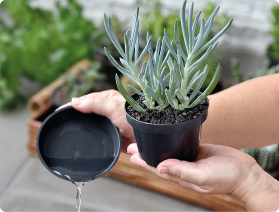 Fotografia. Duas mãos, uma segurando um pequeno vaso com uma planta e a outra despejando água de um recipiente circular. 