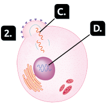 Ilustração. Recorte de uma célula do corpo humano sendo invadida por um vírus. Marcado com o número 2, metade da forma circular menor se integrou a forma circular maior, formando uma única estrutura circular com um semicírculo em sua lateral. A superfície externa desse semicírculo ainda contém as estruturas em formato de 'T'. Marcado com a letra C, a forma oval do vírus se rompeu e os filamentos laranjas estão indo em direção à esfera com os filamentos azuis, marcados com a letra D.