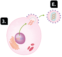 Ilustração. Recorte de uma célula do corpo humano sendo invadida por um vírus. Marcado com o número 3 está a forma circular com o semicírculo contendo as estruturas em formato de 'T' na superfície externa. A esfera no interior dessa forma contém dois filamentos em zigue-zague mais longos, cada um deles apresentando uma metade laranja e a outra azul. Uma seta partindo da esfera aponta para outros dois filamentos laranjas em zigue-zague, que estão indo em direção ao semicírculo e apresentam o início da formação de uma estrutura oval em volta deles. Marcado com a letra E, uma seta partindo do semicírculo aponta para uma nova forma circular pequena, com as estruturas em formato de 'T' em sua superfície e uma forma oval com filamentos laranjas em zigue-zague em seu interior.