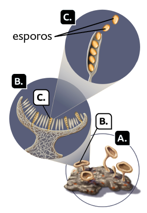 Esquema com ilustrações de um ascomiceto em um substrato. A letra A indica quatro estruturas em formato de taça, cada uma composta por uma haste fina e uma base superior oval. A letra B destaca a parte superior das estruturas em formato de taça. Dentro da estrutura marcada com a letra B, há várias formas cilíndricas, algumas das quais são amareladas, sendo que uma delas é marcada com a letra C. Dentro da forma cilíndrica marcada com a letra C, há várias formas ovais, os esporos.