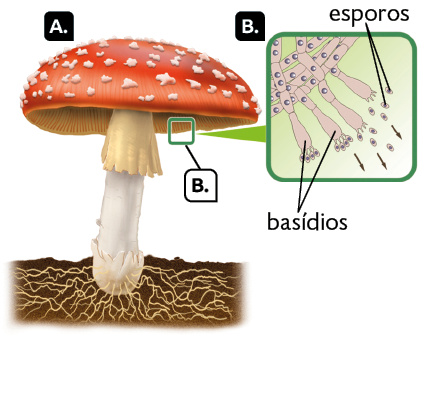 Esquema com ilustrações de um basidiocarpo em um substrato. A letra A indica um cogumelo, composto por raízes que se estendem na terra e uma estrutura em forma de haste que sustenta uma parte superior abobadada. A parte inferior da parte abobadada está marcada com a letra B. Destacando a estrutura marcada com a letra B, há uma base cilíndrica entrelaçada com bolinhas em seu interior e uma ponta arredondada com quatro projeções, denominadas como basídios. A partir dos basídios, saem estruturas ovais contendo uma bolinha dentro, os esporos.