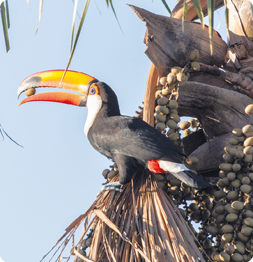 Fotografia. Um tucano com um fruto no bico, sobre um galho de uma árvore com frutos marrons. Esta ave possui o corpo alongado e o bico grande e curvo, com cores amarelo e laranja, com manchas pretas. Sua plumagem é predominantemente preta, com manchas brancas e vermelhas.