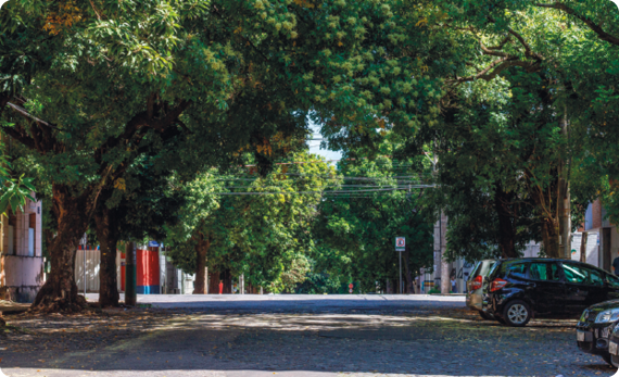 Fotografia. Uma rua com várias árvores grandes nas laterais, com copa grande e folhas verdes, fornecendo grandes áreas de sombra ao ambiente. À direita, há carros estacionados na sombra das árvores.