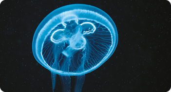 Fotografia. Uma água-viva de coloração azul. Sua parte superior é achatada e arredondada, com uma superfície lisa e translúcida. Na parte inferior, há uma série de tentáculos longos, que também são translúcidos.
