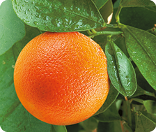 Fotografia. Uma laranja madura pendurada em um galho com folhas verdes.