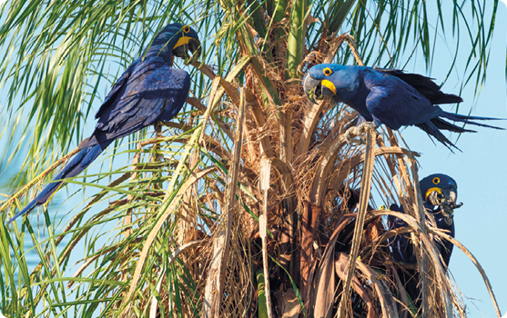 Fotografia. Três Araras-azuis sobre uma palmeira. Elas têm uma cabeça grande, bico curvo e uma cauda longa. A plumagem é predominantemente azul, com detalhes em amarelo, e o bico é preto.