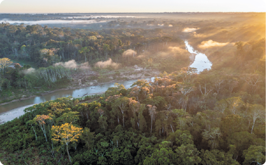 Fotografia. Vista aérea de uma floresta densa com árvores grandes e folhas verdes, com um rio no meio. Em alguns trechos há névoas brancas sobre o rio e a vegetação.