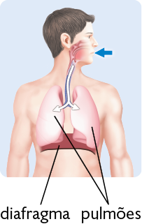 Ilustração. Vista frontal da silhueta de um corpo humano, do abdome para cima, com destaque para o sistema respiratório. Há uma seta azul apontando para a boca. Dentro do corpo, uma seta branca passa pela laringe e pela traqueia, que têm formato de tubo, e se divide em dois antes de entrar nos pulmões, que tem formato aproximadamente cônico, base côncava e cor rosa. Abaixo deles encontra-se o diafragma, que tem formato de cúpula.