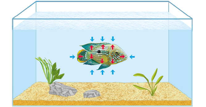 Ilustração. Dentro de um aquário com água, há um peixe colorido. Ao redor dele há a representação de setas azuis apontando para ele. No interior do peixe, há a representação de setas vermelhas nas mesmas posições que as azuis, apontando para fora do peixe.