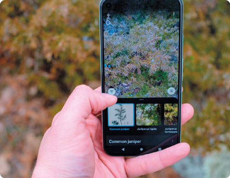 Fotografia de uma mão apontando um smartphone para uma planta. Na tela do aparelho, a imagem da planta e abaixo dela outras imagens de plantas com textos associados à elas.