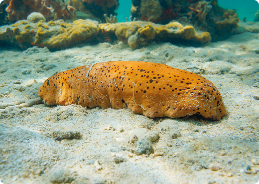 Fotografia. Um pepino-do-mar laranja com pintas pretas no fundo do mar. Possui corpo cilíndrico. Ao fundo, há corais.