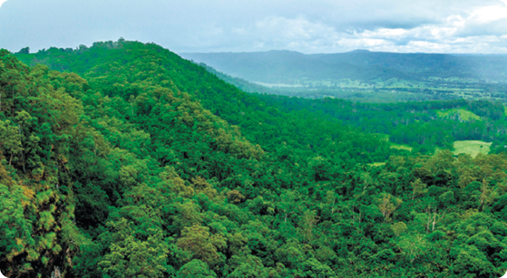 Fotografia. Vista de uma floresta densa e verde.