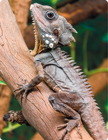 Fotografia. Um lagarto de coloração marrom com manchas brancas na cabeça sobre um tronco de árvore. Ele possui corpo alongado, com escamas pontudas, cabeça triangular e patas curtas.