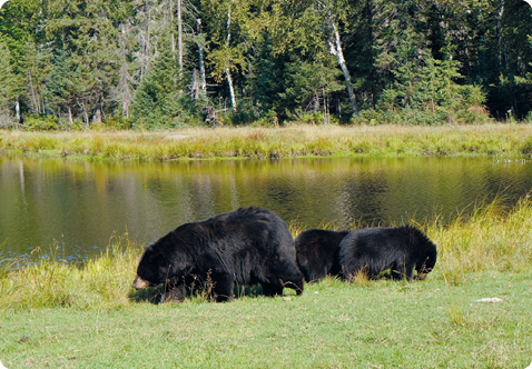 Fotografia. Três ursos pretos com focinho marrom estão em meio a um ambiente gramado. Um urso é maior e os outros são menores. Ao fundo, há um rio e árvores.