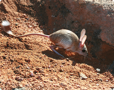 Fotografia. Um pequeno roedor com pelagem marrom-acinzentada sobre a terra. Possui cabeça arredondada, pernas dianteiras curtas, pernas traseiras longas e cauda peluda na ponta. As orelhas são grandes e pontudas.