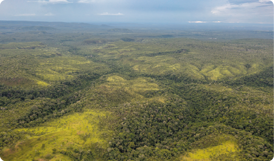 Fotografia. Vista aérea de uma região com vegetação verde-escura em meio a um campo verde-claro.