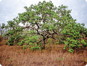 Fotografia. Árvore grande de tronco grosso e folhas verde-claras, em meio à vegetação rasteira marrom.