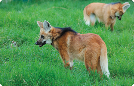 Fotografia. Dois lobos-guará, em meio a um ambiente com grama. São animais de porte médio, com cabeça alongada, orelhas grandes e pelagem avermelhada, com tonalidades de preto e branco.