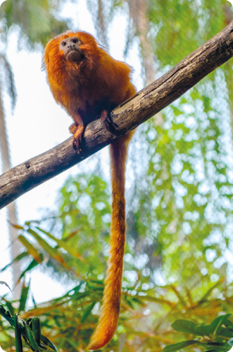 Fotografia. Um pequeno macaco sobre um galho. Ele possui pelagem densa, com coloração laranja-dourado, rosto claro e uma cauda longa. Ao fundo, há árvores.