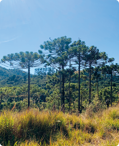 Fotografia. Várias árvores coníferas, com tronco reto e alto, copa cônica com folhas verdes, em meio a uma mata com arbustos amarelos. Ao fundo, há mais árvores.  