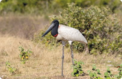 Fotografia. Uma ave com pernas longas, pescoço longo e bico curvo. Sua plumagem é predominantemente branca, com asas pretas e uma mancha vermelha em torno do pescoço. A cauda é curta e as pernas são cinza.