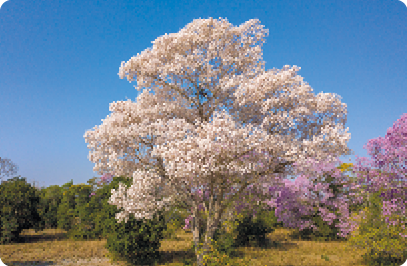 Fotografia. Uma árvore grande, com tronco reto e copa ampla formada por galhos grossos e folhas brancas. À direita, outra árvore semelhante, mas com flores rosadas. Ao fundo, outras árvores menores com folhas verdes.