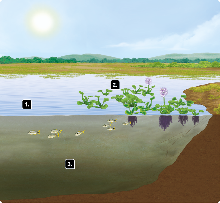 Esquema de um ecossistema aquático. Na parte superior esquerda, há um sol. Indicado pelo número 1, está a superfície da água. Abaixo, há pequenos peixes. Indicado pelo número 2, há várias plantas na superfície da água com folhas verdes e flores brancas, com raízes submersas. Indicado pelo número 3, está o fundo do ecossistema aquático, região mais escura em relação à superfície.