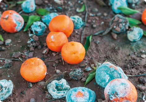 Fotografia de frutas arredondadas de coloração laranja, algumas com partes brancas e verdes, em decomposição no chão de terra.